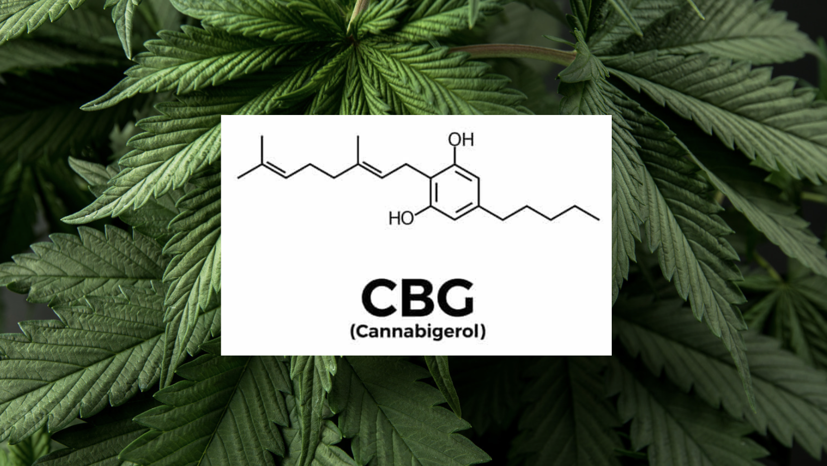 What is CBG? — Farmer's Friend Extracts PDX | Full-Spectrum CO2